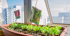 Manual dá dicas de como montar uma horta em pequenos espaços