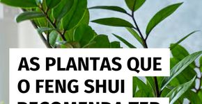 Plantas indicadas pelo Feng Shui para equilibrar sua casa
