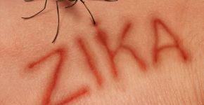 Pesquisa aponta que pernilongo comum pode transportar o zika virus