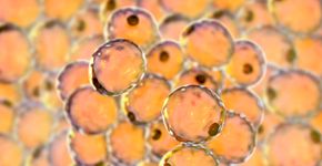 Foto: (Dr_Microbe/istock)