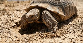 Fracassaram ao plantar árvores e soltaram 500 tartarugas no Saara: cinco anos depois surgiram áreas verdes onde antes só existia areia