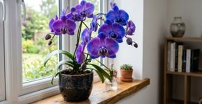 Orquídea Aurora: a flor que parece artificial, mas tem uma coloração 100% natural que muda conforme a luz