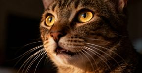 Os 10 fatos sobre gatos mais impressionantes da internet