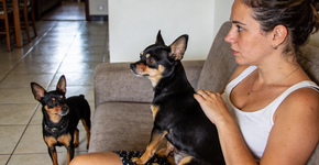 Chihuahua vs Pinscher o duelo que define qual raça é mais apegada ao dono