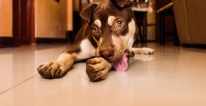 Seu cão não para de lamber as patas? Conheça 5 causas além da “mania”