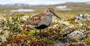 Só 1 em cada 3 aves limícolas da tundra ártica volta à mesma área de reprodução no ano seguinte; no extremo norte, a taxa cai para 1 em 10