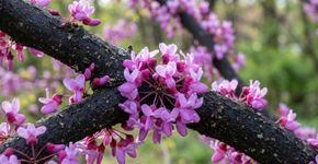 Flores rosadas e folhas em formato de coração que mudam de cor ao longo do ano: conheça a Cercis canadensis, árvore norte-americana cuja beleza vai além da floração