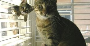 15 gatos posam com seus filhotes