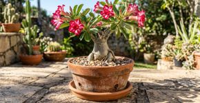 Conselhos para famílias que cultivam rosa do deserto em casa
