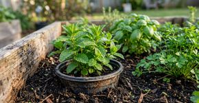 A hortelã começa pequena e pode tomar o espaço das outras ervas: por que limitar suas raízes em um recipiente ajuda a controlar o avanço da planta pelo canteiro