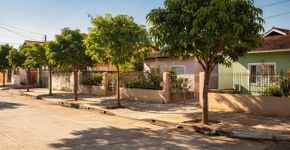 Essas são as árvores que não danificam a calçada e que você pode plantar em frente à sua casa