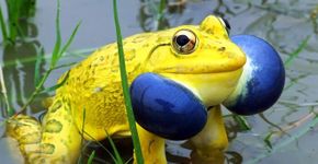 20 animais de cores exuberantes