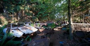 Na Bélgica, floresta abriga cemitério de carros abandonados após Segundo Guerra