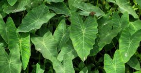 Taioba: benefícios da planta nutritiva que pode transformar sua alimentação