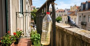 Pendurar garrafas com água e vinagre na varanda: por que é recomendável