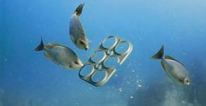 Cervejaria cria pacotes de cerveja que não matam animais marinhos