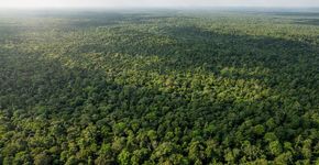 Existem mais árvores no nosso planeta do que estrelas brilhando em toda a Via Láctea