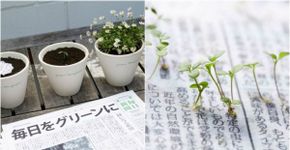 Jornal sustentável se transforma em planta após leitura