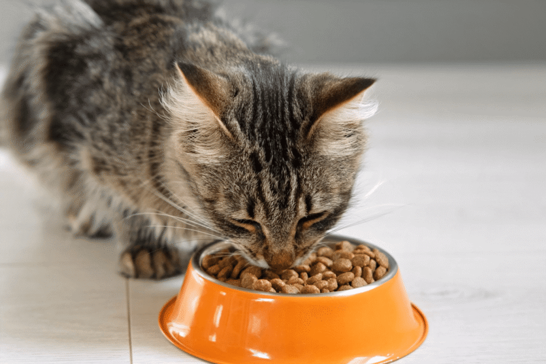 Ingredientes de fácil digestão ajudam o intestino inflamado a absorver nutrientes (Imagem: Marina Demidiuk | Shutterstock)
