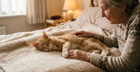 Seu gato está ficando mais perto de você do que o normal e você acha isso fofo: veterinários interpretam isso de uma maneira diferente