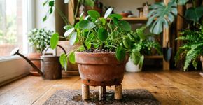Colocar cortiça debaixo dos vasos é um truque simples para evitar o excesso de umidade e fazer suas plantas crescerem saudáveis