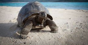 Empresário compra ilha e a transforma em paraíso de animais raros