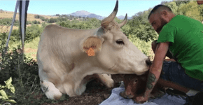 Vaca resgatada dá à luz em santuário e agradece ao seu salvador