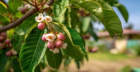 A árvore ideal para o seu jardim, que produz frutos muito doces e floresce mais de uma vez por ano