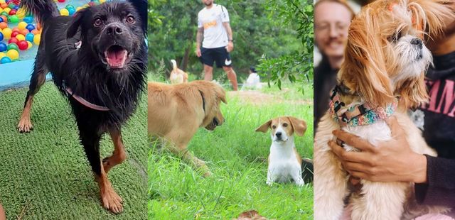 Guia Pet Friendly de SP: passeios para curtir com seu aumigo