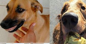 10 vezes em que os animais presentearam seus donos com surpresas
