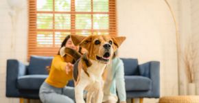 7 sinais de que seu cachorro pode ter TDAH