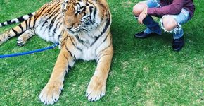 Justin Bieber é criticado ao posar com tigre acorrentado