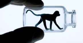 China vai inaugurar maior centro de clonagem de animais do mundo