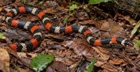 A cobra tem as cores de uma coral: tentar descobrir sozinho se é “falsa” pode ser o maior perigo