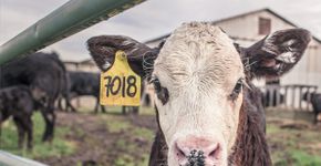 App revela número de animais salvos quando optamos pelo veganismo