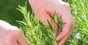 5 plantas medicinais que você deveria ter em casa