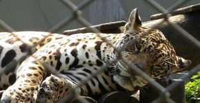 Zoológico de Guarulhos comemora o mês das crianças com diversas atividades