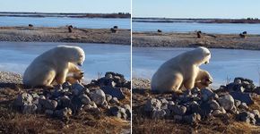 Urso faz carinho em cachorro e emociona internet
