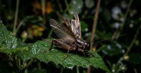 Se você escutar grilos cantando na sua casa ou no seu jardim durante a noite, nós lhe contamos o que isso significa e por que é um bom sinal
