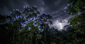 O que foi apenas uma suspeita por quase um século acaba de se tornar realidade: dezenas de flashes elétricos foram registrados em árvores na costa leste dos Estados Unidos que poderiam ser folhas queimando silenciosamente