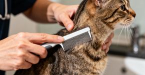 Evite a doença fatal que pulgas em gatos podem causar
