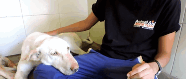 Os voluntários ajudaram o pequeno cão a se recuperar (Reprodução/Animal Aid Unlimited)