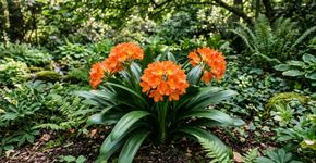 A planta sul-africana mais resistente para cultivar no jardim: como cuidar e estimular a floração