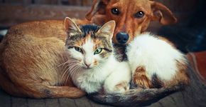 Lei que protege animais em situação de rua de SP completa 10 anos