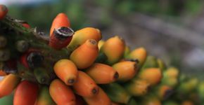 Foto: (iStock/Amri Syam)