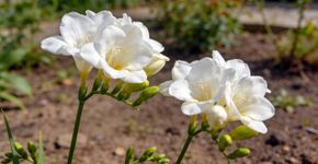 A planta que encherá seu jardim de fragrância e é perfeita para fazer seus próprios buquês de flores