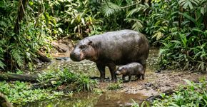 Biólogos choram emocionados: o primeiro hipopótamo pigmeu, uma espécie ameaçada, nasce na Espanha