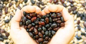 Canadá abre uma das maiores fábricas de proteína vegetal do mundo