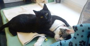 Em abrigo na Polônia: ‘gato enfermeiro’ que um dia já foi ajudado, agora cuida de outros animais doentes