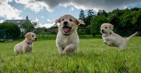Aplicativo israelense ajuda cães e donos a se socializar